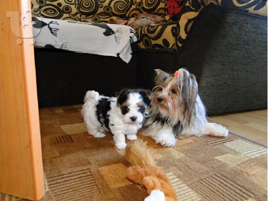 PoulaTo: Δύο αξιολάτρευτα κουτάβια τεριέ biewer yorkshire να δώσουν έξω. (αρσενικά και θηλυκά)